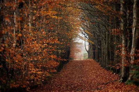 North Wales Forest With Secret Waterfalls And Eerie Lodge Rated UKs