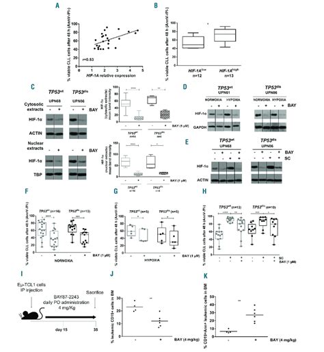 Hif 1α Promotes Chronic Lymphocytic Leukemia Cll Cell Survival And