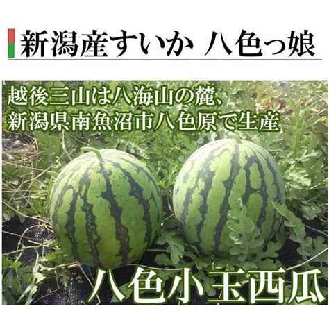 すいか 夏ギフト お中元 小玉すいか 八色っ娘 やいろっこ 秀 1玉 新潟県産 Ja新潟みらい スイカ 西瓜 産地直送 Yairokko 1