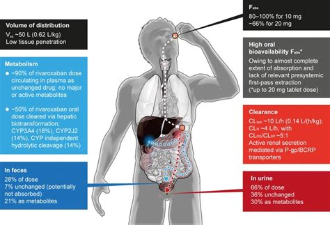 Summary Of Absorption Distribution Metabolism And Elimination Of