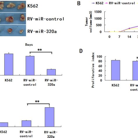 Overexpression Of Mir 320a Inhibits Tumorigenicity And Increases