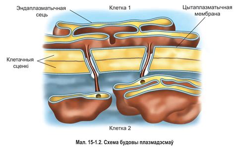 § 15-1. Асаблівасці будовы клетак эўкарыёт: Асаблівасці будовы клетак ...