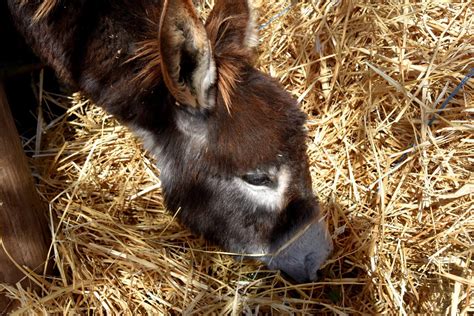 Wat Eet Een Ezel Wat Zijn De Verschillen Tussen Paarden En Ezels