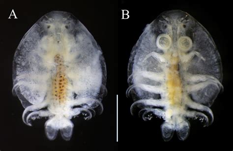 Argulus japonicus, female, NSMT-Cr 25889, from the body surface of ...