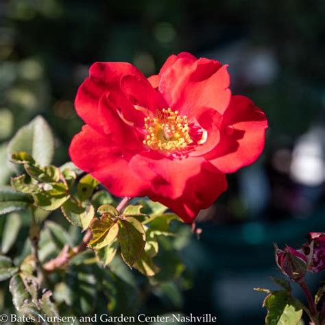 R60 Roses Shrub 3 Rosa Top Gun Red Shrub Rose No Warranty Bates