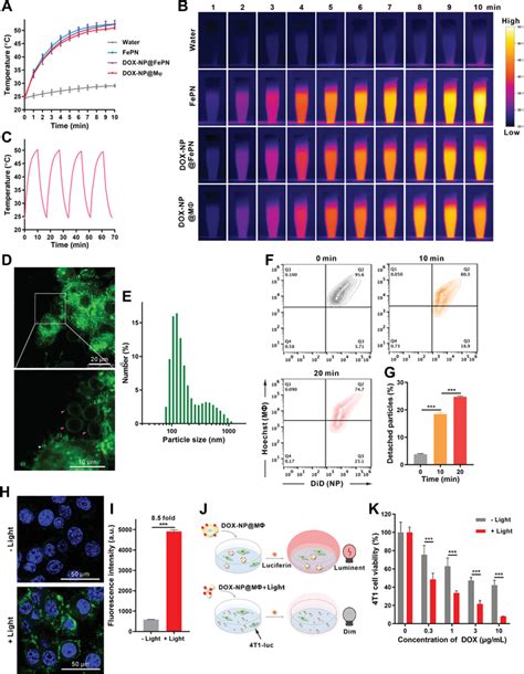 Photothermalinduced Heating Enhanced Cellular Uptake And