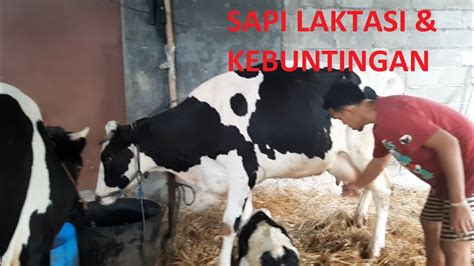 Harga Sapi Perah Laktasi Laktasi Kebuntingan Dan 1 Paket Induk Anak Di