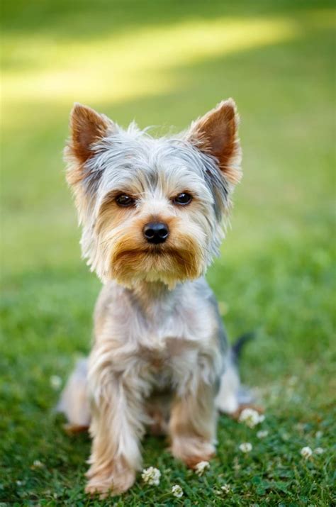 Conoce más sobre el Yorkshire Terrier American Pets Panama