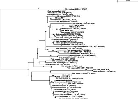 Neighbour Joining Phylogenetic Tree Based On 16s Rrna Gene Sequences