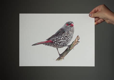 Red Eared Firetail Realistic Ballpoint Drawing By Daria Maier