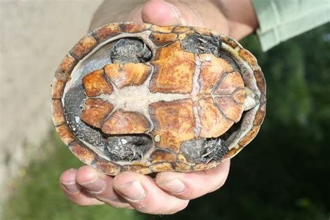 Common Musk Turtle Sternotherus Odoratus Reptiles And Amphibians Of