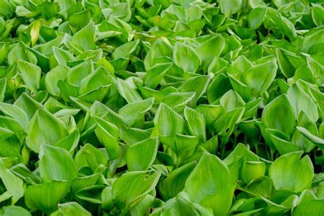 Water Hyacinth Plants Green Leaves Stock Photo Image Of Leaf