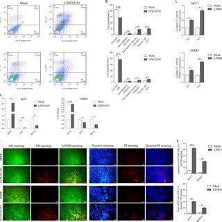 LINC02381 Overexpression Effects On Cell Cycle Progression Of MCF7