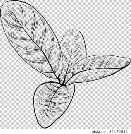 Orange Fruit Line Art Handdrawn Clipart Png Stock Illustration