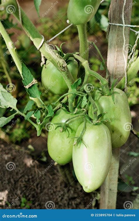 Tomates Verdes Sin Madurar Que Crecen En El Invernadero Fuentes De