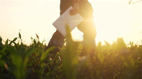 Agriculture Irrigation Silhouette Farmer With A Tablet Walks Through A