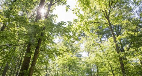 Tag des Waldes Wälder und Innovation Forstkammer BW feiert 50