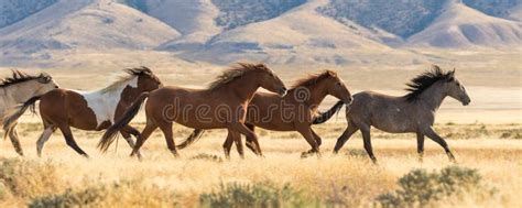 Herd Of Wild Horses Running In The Utah Desert Stock Image Image Of