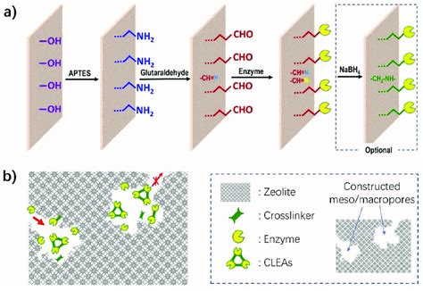 Schematic Diagram Of Enzyme Immobilization On Zeolite Through Chemical