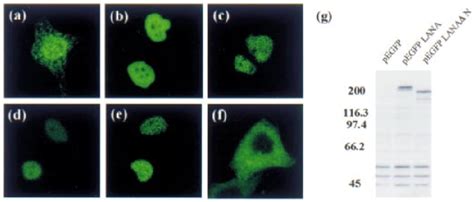 Cellular Localization Of Lana And Deletion Mutants Hela Cells Were