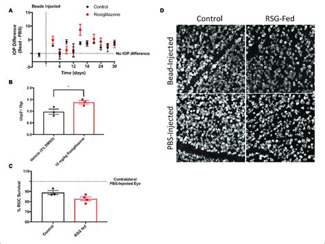 Rosiglitazone Increases Ucp2 Transcription But Does Not Alter