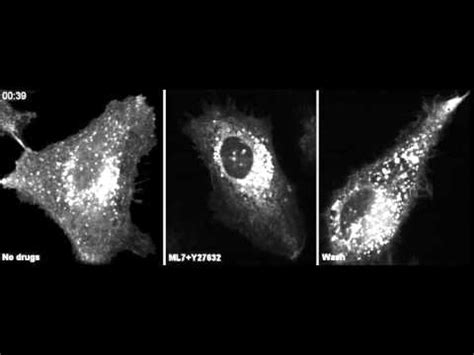 The Drugs ML7 And Y27632 Affect Size Distribution And Velocity Of