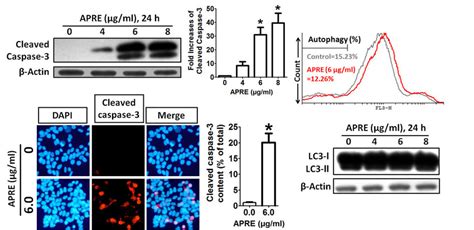 Apre Altered The Expression Of Apoptosis Related Protein Caspase A