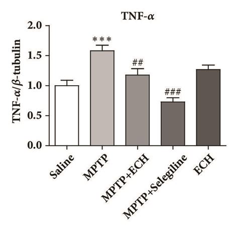 Protein expression of IBA 1 Cleaved Caspase 3 GDNF TNF α p ERK and