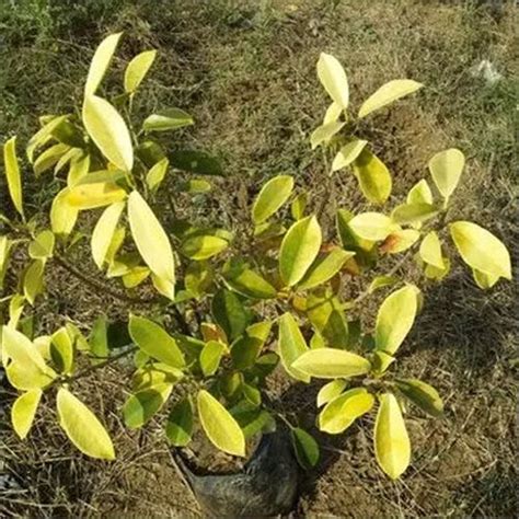 Green Panda Ficus Plant At Best Price In Jyotiba Phule Nagar Sagar