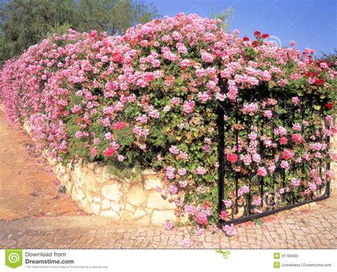 Boundary Wall And Gate Covered In Ivy Geranium Flowers Stock Photo