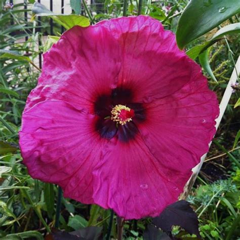 Hibiscus Vrtni Hibiscus Moscheutos Plum Crazy SADNICE