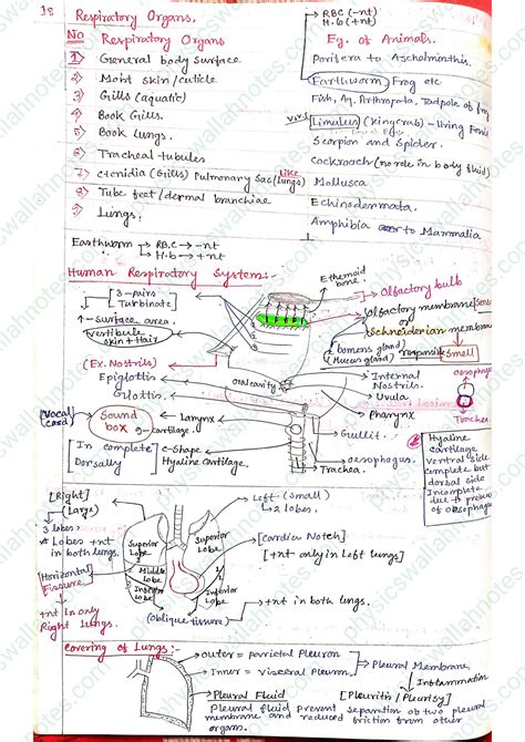 SOLUTION Breathing And Exchange Of Gases Class 11 Biology Handwritten