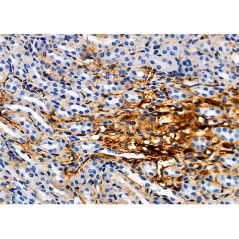 Siglec Mouse Monoclonal Antibody Affinity Biosciences Ltd