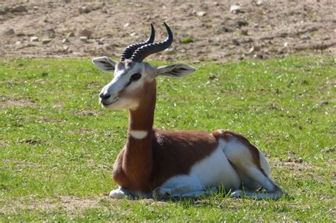 Gazelle Dama Faune Animaux Photo Libre De Droit