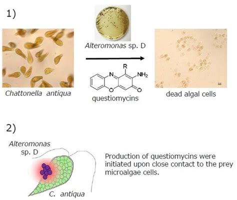 Molecules Free Full Text Questiomycins Algicidal Compounds