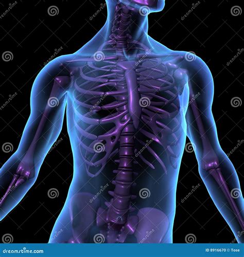 X Ray Illustration Male Human Body And Skeleton Stock Illustration