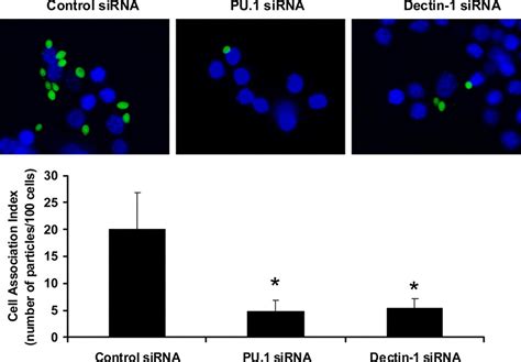 Downregulation Of PU 1 Leads To Decreased Expression Of Dectin 1 In