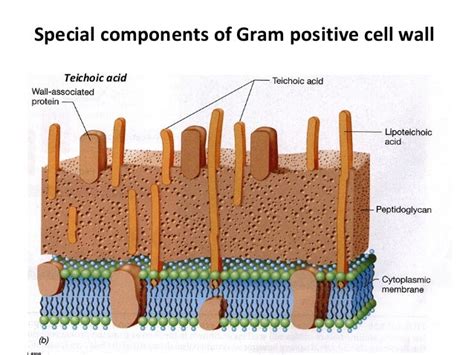 Bacterial cell wall