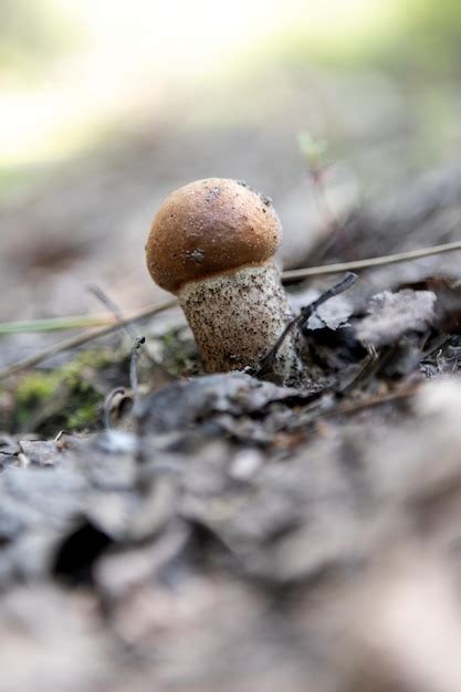 Premium Photo Mushroom In The Autumn Forest