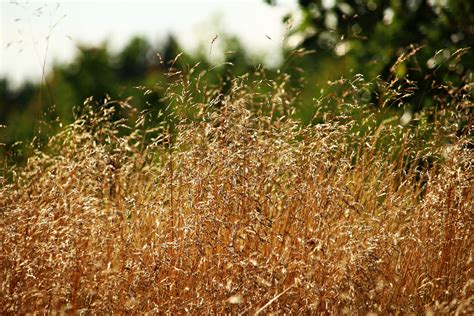 Free Images Nature Branch Blossom Plant Field Lawn Sunlight