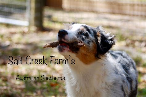 Salt Creek Farm Australian Shepherds