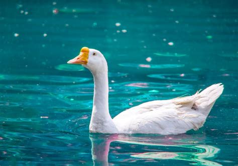 Premium Photo White Duck Swimming In The Lake