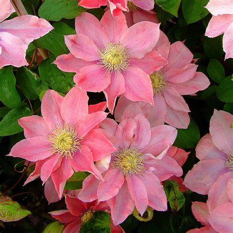 Clematis Bulbs Gardening Climbing Plants Bright Colors Garden Flowers Drought Tolerant，four