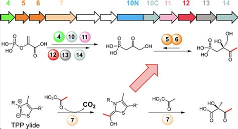 Enzyme Chemistry On Twitter Complete Biosynthetic Pathway Of The