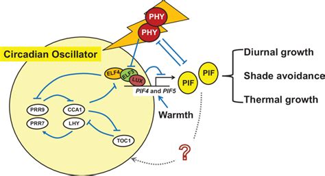 Light Signals Perceived By Redfar Red Light Photoreceptor Phytochromes