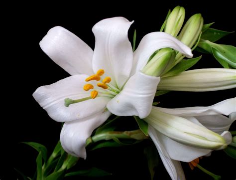 Azucena Lilium Candidum