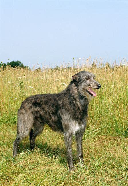 Scottish Animal Stock Photos Kimballstock