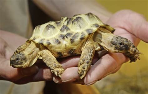 Conjoined Tortoises Boing Boing