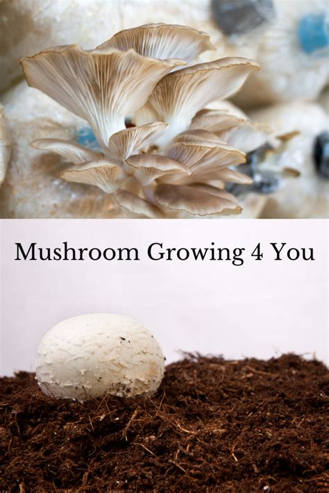 Mushroom Growing Substrate Dorky Little Homestead