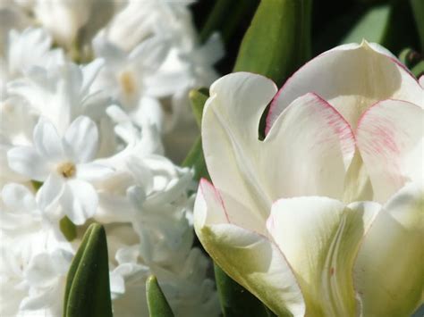 3 Amazing Flower Festivals for Spring - Camps Australia Wide